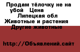 Продам тёлочку не на убой › Цена ­ 30 000 - Липецкая обл. Животные и растения » Другие животные   